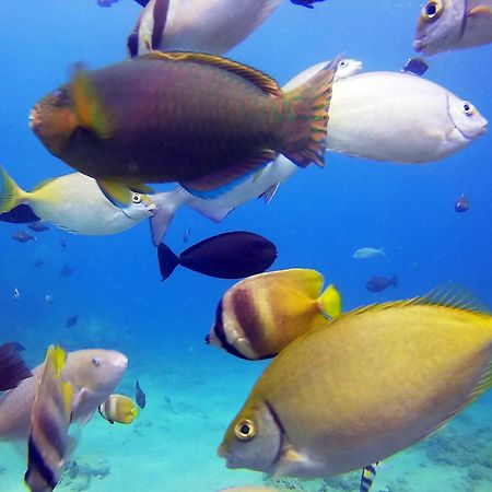 Dive And Trek Resort And Marine Sanctuary Bauan Eksteriør bilde