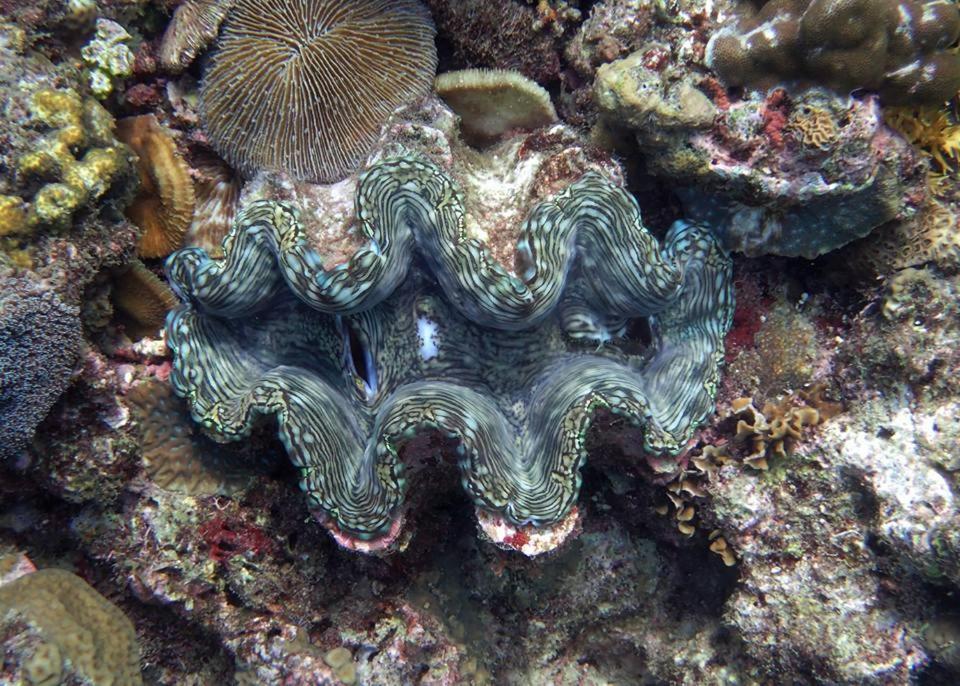 Dive And Trek Resort And Marine Sanctuary Bauan Eksteriør bilde