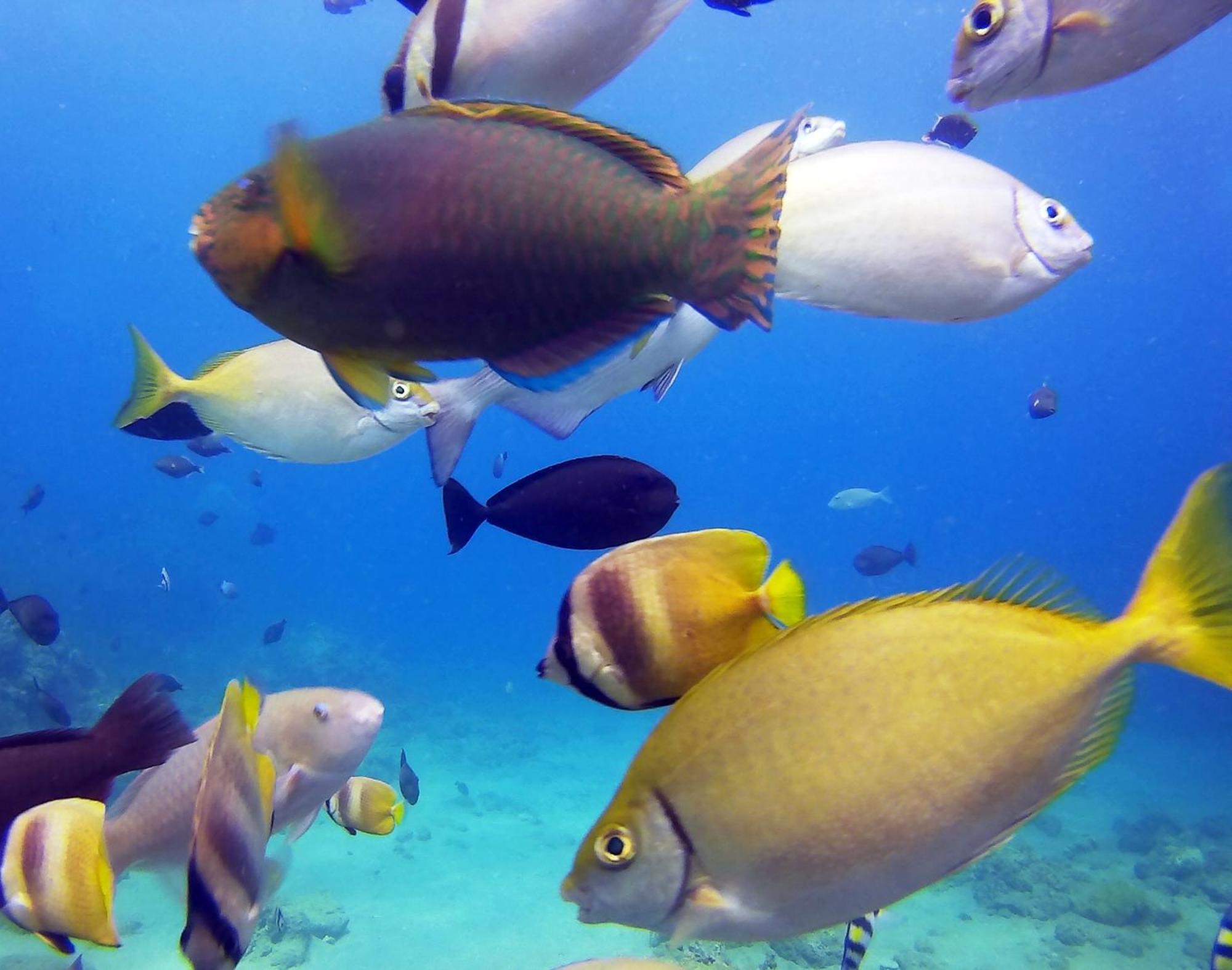 Dive And Trek Resort And Marine Sanctuary Bauan Eksteriør bilde