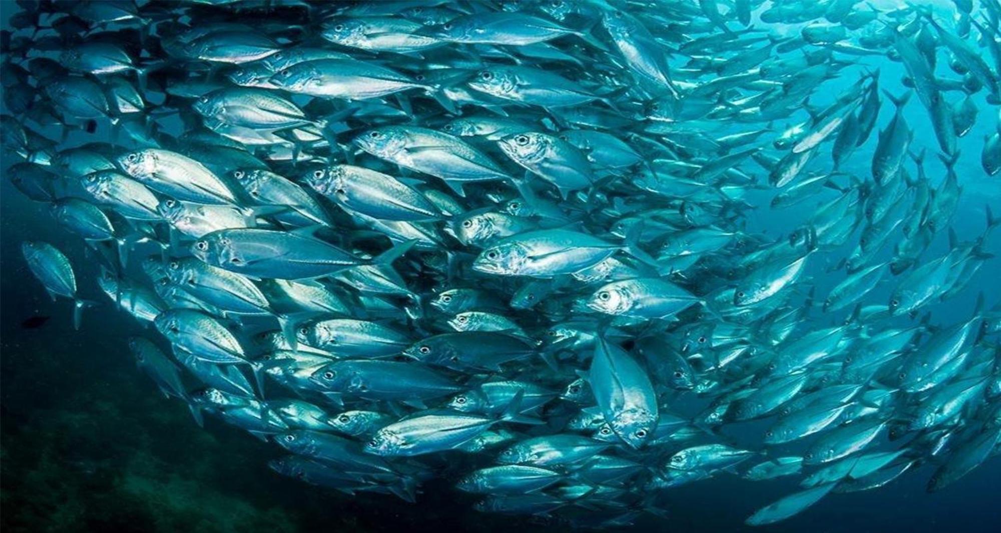 Dive And Trek Resort And Marine Sanctuary Bauan Eksteriør bilde